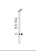 MCFD2 Antibody in Western Blot (WB)