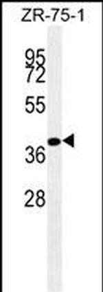 BMP-4 Antibody in Western Blot (WB)