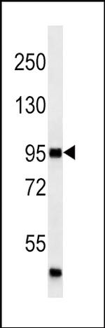 MAP4K3 Antibody in Western Blot (WB)