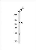 MAP4K3 Antibody in Western Blot (WB)