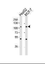 MAP4K3 Antibody in Western Blot (WB)