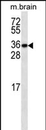 GBL Antibody in Western Blot (WB)