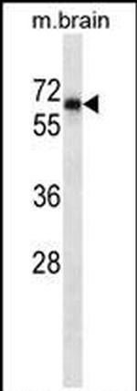 SHP2 Antibody in Western Blot (WB)