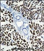 ACTA1 Antibody in Immunohistochemistry (Paraffin) (IHC (P))