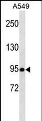 TLE1 Antibody in Western Blot (WB)