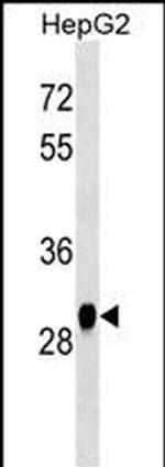 HNMT Antibody in Western Blot (WB)