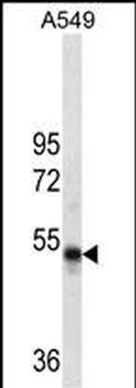 RUVBL1 Antibody in Western Blot (WB)