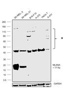 Melan-A Antibody in Western Blot (WB)