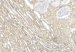 BBS4 Antibody in Immunohistochemistry (Paraffin) (IHC (P))