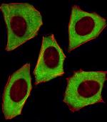 14-3-3 zeta Antibody in Immunocytochemistry (ICC/IF)