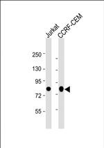 Myb Antibody in Western Blot (WB)