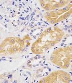 PAH Antibody in Immunohistochemistry (Paraffin) (IHC (P))