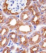 PAH Antibody in Immunohistochemistry (Paraffin) (IHC (P))