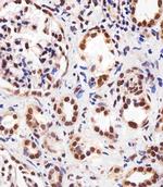 PPAR alpha Antibody in Immunohistochemistry (Paraffin) (IHC (P))