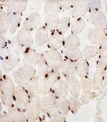 PPAR alpha Antibody in Immunohistochemistry (Paraffin) (IHC (P))