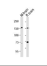 TrkC Antibody in Western Blot (WB)