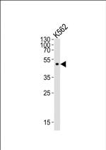 ATG4A Antibody in Western Blot (WB)