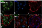 MCK10 Antibody