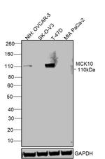 MCK10 Antibody in Western Blot (WB)