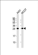 BAP31 Antibody in Western Blot (WB)