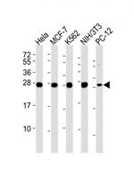 eIF4E Antibody in Western Blot (WB)