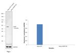 XIAP Antibody in Western Blot (WB)