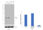 RAB3a Antibody in Western Blot (WB)