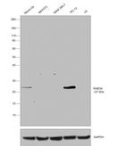 RAB3a Antibody in Western Blot (WB)