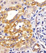 IRF3 Antibody in Immunohistochemistry (Paraffin) (IHC (P))