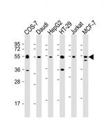 IRF3 Antibody in Western Blot (WB)