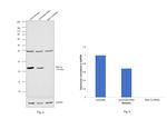 RAB11A Antibody in Western Blot (WB)