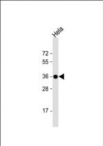 GAPDH Antibody in Western Blot (WB)