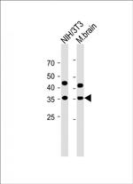 GAPDH Antibody in Western Blot (WB)