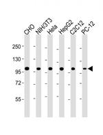 MCM3 Antibody in Western Blot (WB)