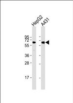 RAP1 Antibody in Western Blot (WB)