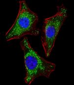 ISG15 Antibody in Immunocytochemistry (ICC/IF)