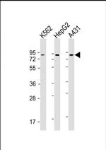 GOLGA5 Antibody in Western Blot (WB)