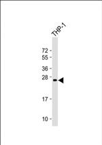 NeuroG3 Antibody in Western Blot (WB)