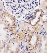 Adenosine Kinase Antibody in Immunohistochemistry (Paraffin) (IHC (P))