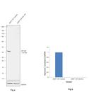 HIF1AN Antibody in Western Blot (WB)