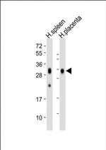 FOLR2 Antibody in Western Blot (WB)