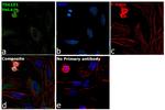 TSG101 Antibody in Immunocytochemistry (ICC/IF)