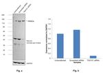 TSG101 Antibody in Western Blot (WB)