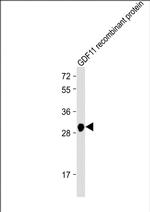 GDF11 Antibody in Western Blot (WB)