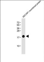 PACAP Antibody in Western Blot (WB)