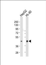 HLA-F Antibody in Western Blot (WB)