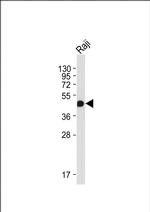 HLA-F Antibody in Western Blot (WB)