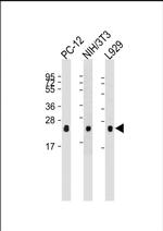 RhoA Antibody in Western Blot (WB)