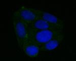 DFNA5 Antibody in Immunocytochemistry (ICC/IF)