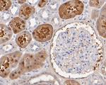 Aminoacylase Antibody in Immunohistochemistry (Paraffin) (IHC (P))